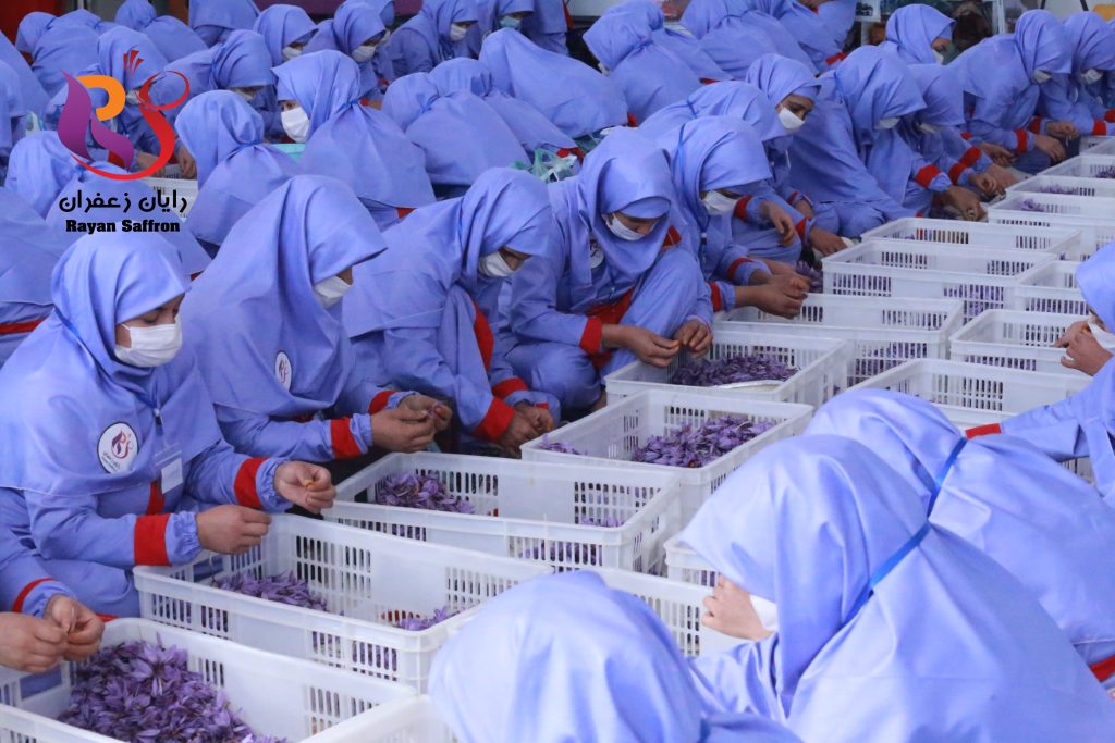 Saffron Flower Cleaning