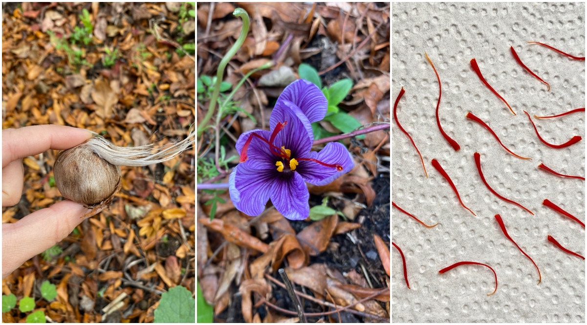 Saffron-plant-flower-stigmas-spice-length-purple-Food-Produce