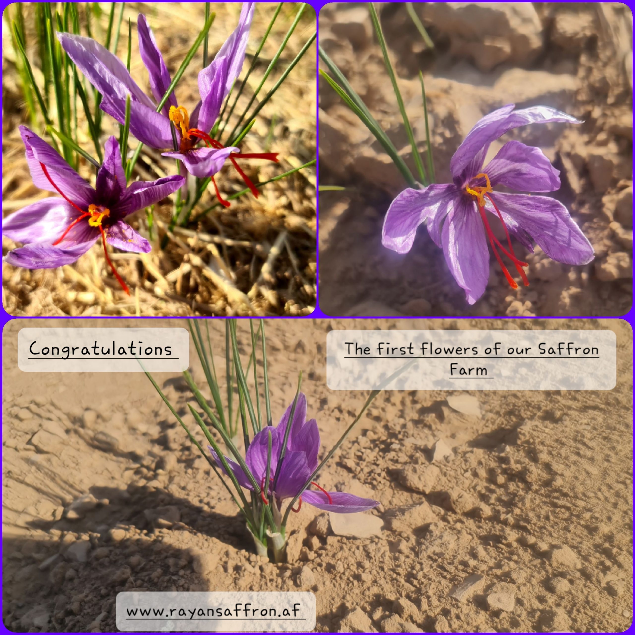 The First Growth of our Saffron Farm Flowers.